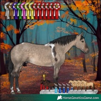 Horse Color:Brown Dun Tobiano