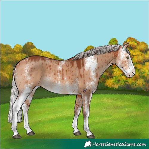 Horse Color:Silver Bay Dun Sabino Rabicano Brindle