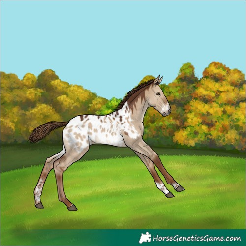 Horse Color:Gray Red Dun Sabino Tobiano Appaloosa Rabicano 