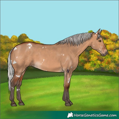 Horse Color:White Spotted Silver Brown Dun Rabicano