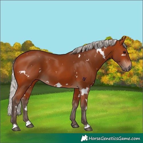 Horse Color:White Spotted Silver Brown 