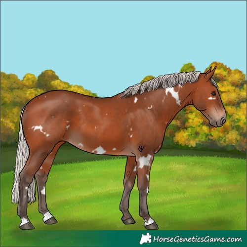 Horse Color:White Spotted Silver Brown 