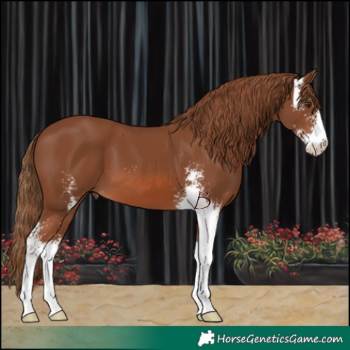 Horse Color:Chestnut Sabino 