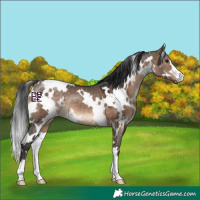 Horse Color:White Spotted Brown Dun