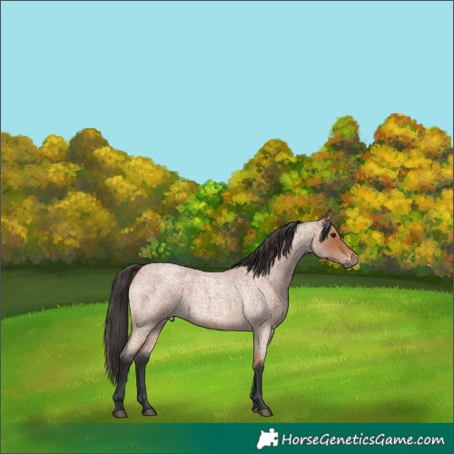 Horse Color:Bay Roan