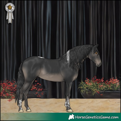 Horse Color:Black Tobiano 