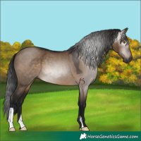Horse Color:Gray Brown Dun