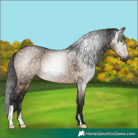 Horse Color:Gray Brown Dun 
