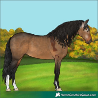 Horse Color:Gray Brown Dun 