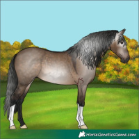 Horse Color:Gray Brown Dun 