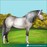 Horse Color:Gray Brown Dun 