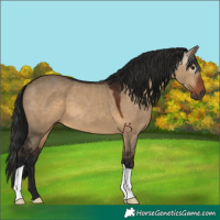 Horse Color:Gray Brown Dun 