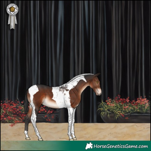 Horse Color:Brown Tobiano