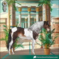 Horse Color:Brown Tobiano