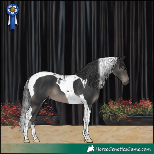 Horse Color:Black Tobiano 