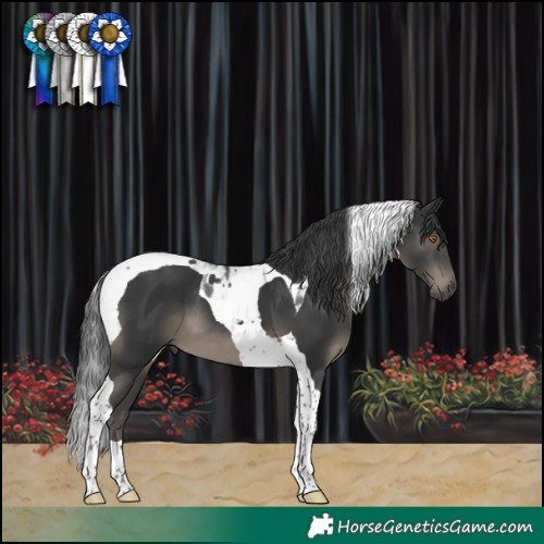 Horse Color:Black Tobiano 