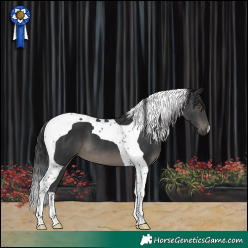 Horse Color:Black Tobiano 
