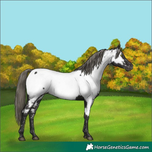 Horse Color:Liver Chestnut Mushroom Appaloosa 