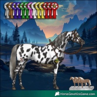 Horse Color:Liver Chestnut Mushroom Appaloosa 