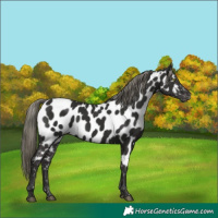 Horse Color:Liver Chestnut Mushroom Appaloosa
