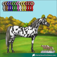 Horse Color:Liver Chestnut Mushroom Appaloosa 