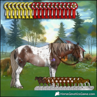 Horse Color:White Spotted Liver Chestnut Splash Tobiano Frame Rabicano 