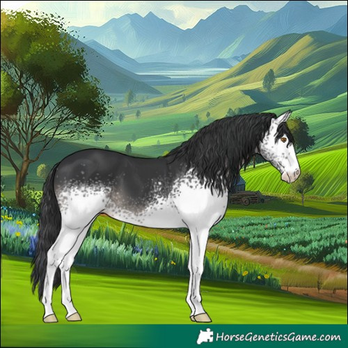 Horse Color:White Spotted Black 