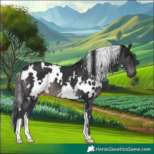 Horse Color:White Spotted Black 