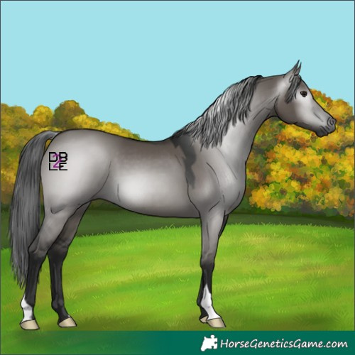 Horse Color:Gray Grullo 
