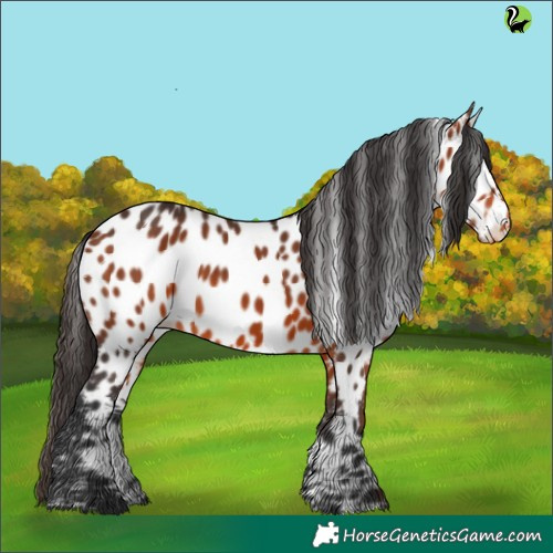Horse Color:Bay Appaloosa 