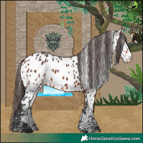 Horse Color:Bay Appaloosa 