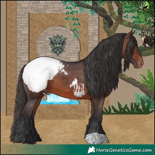 Horse Color:Brown Appaloosa 