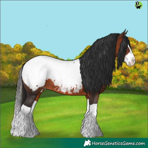 Horse Color:Brown Splash Appaloosa 