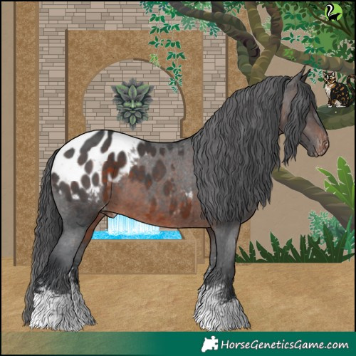 Horse Color:Brown Sabino Appaloosa 