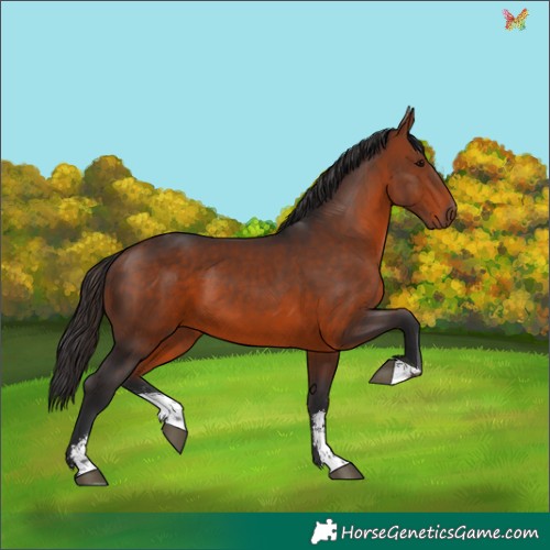 Horse Color:Bay Sabino 