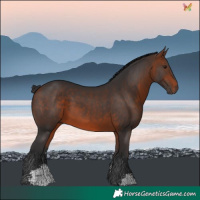 Horse Color:Bay Sabino 