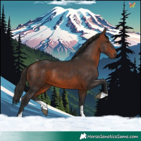Horse Color:Bay Sabino