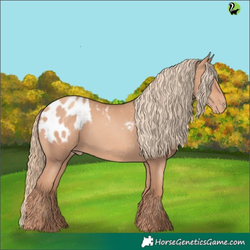 Horse Color:Gold Champagne Appaloosa 