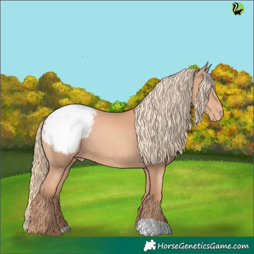 Horse Color:Gold Champagne Appaloosa 
