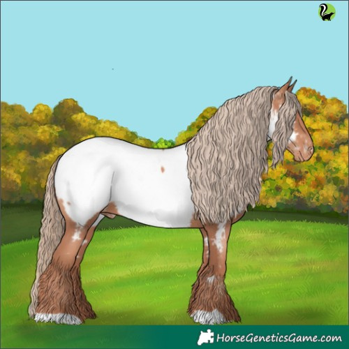 Horse Color:Gold Champagne Appaloosa 