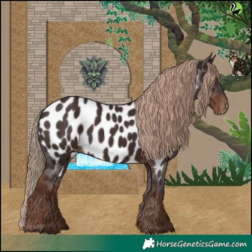 Horse Color:Liver Chestnut Appaloosa 