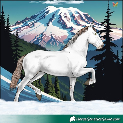 Horse Color:Liver Chestnut Appaloosa 