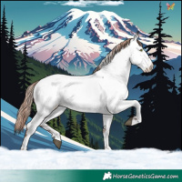 Horse Color:Liver Chestnut Appaloosa