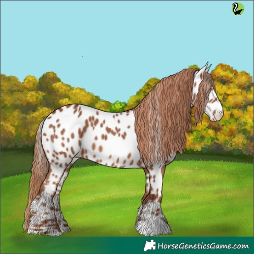 Horse Color:Chestnut Appaloosa 