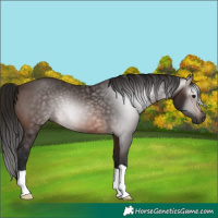 Horse Color:Gray Bay 