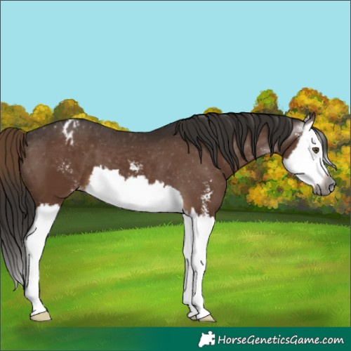 Horse Color:Gray Liver Chestnut Sabino Splash Varnish 