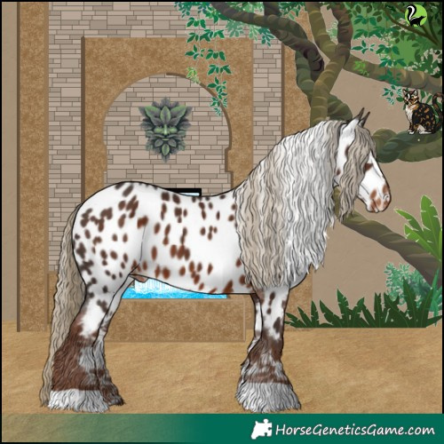 Horse Color:Liver Chestnut Appaloosa 