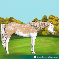 Horse Color:Palomino Ice Splash 