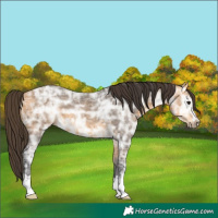 Horse Color:Buckskin Ice 
