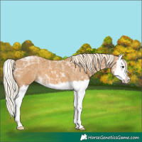Horse Color:Palomino Ice Splash 